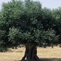 Olea sylvestris